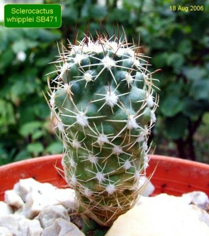 Sclerocactus_ whipplei SB471 _06